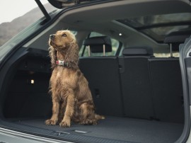 viajar con mascotas